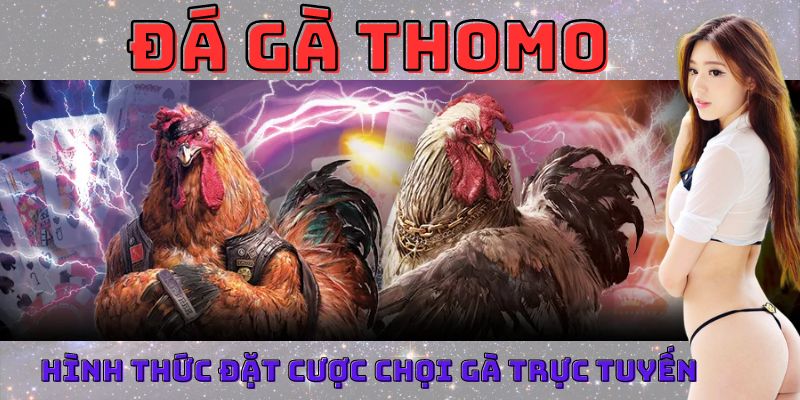 Đá gà thomo là hình thức đặt cược chọi gà trực tuyến phổ biến 