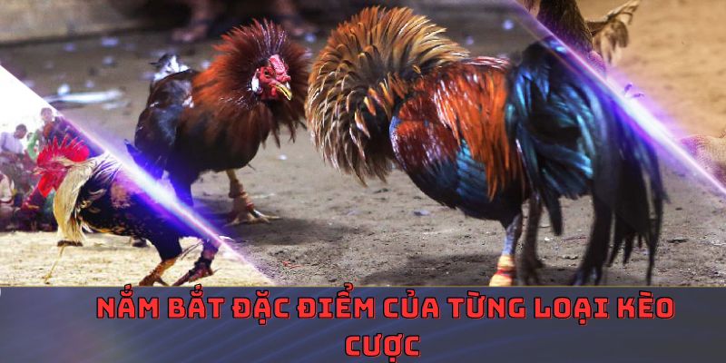 Mẹo đá gà thomo nắm bắt đặc điểm của từng loại kèo cược 